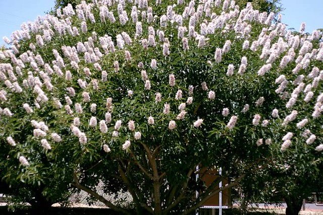 A California Buckeye in bloom.