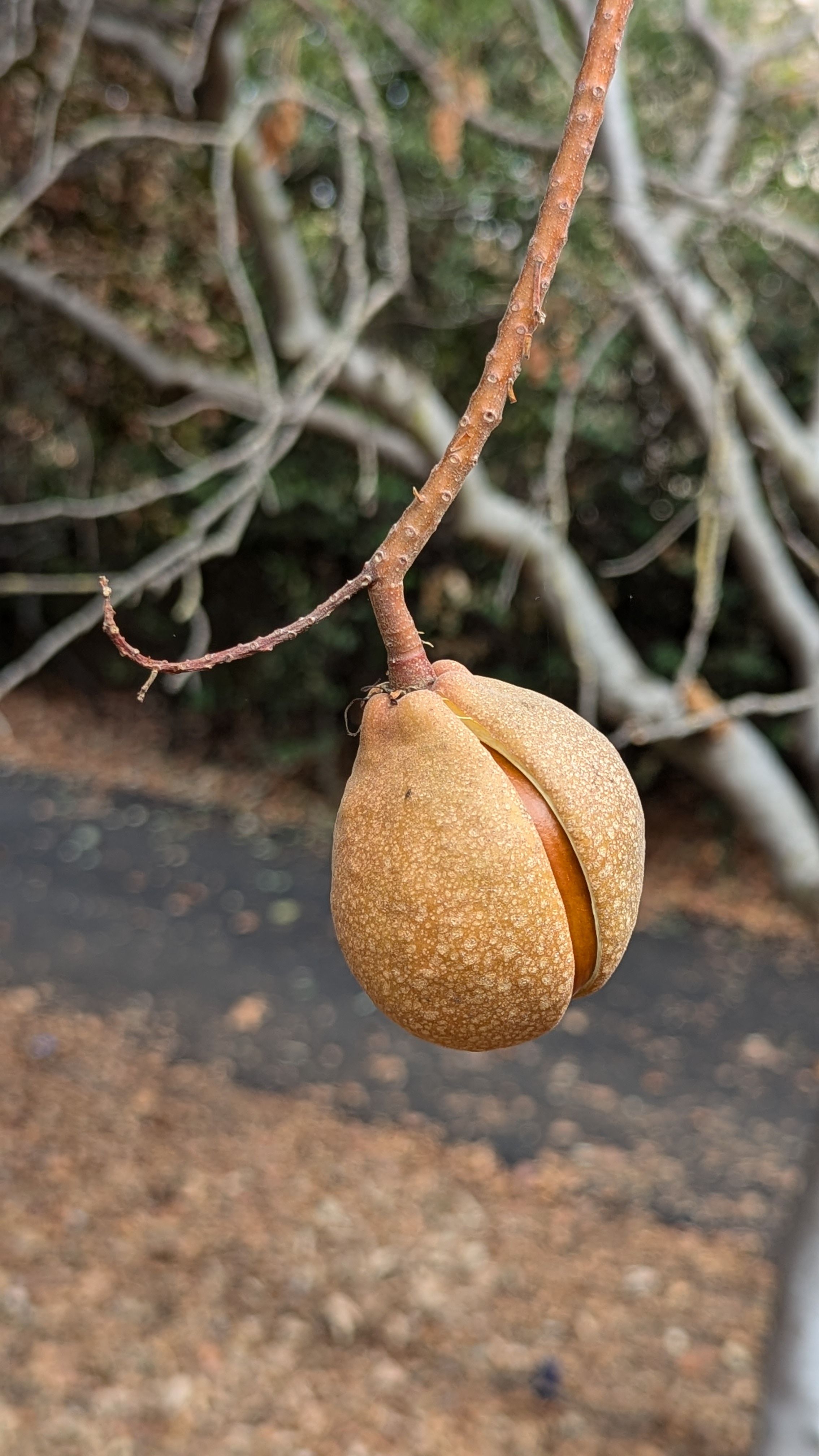 A California Buckeye seed that is ready to be collected.